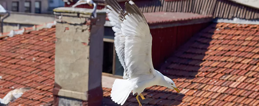 Residential Chimney Animal Removal Solution in Laurel, VA