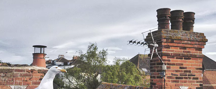 Chimney Cleaning And Restoration in Laurel, Virginia